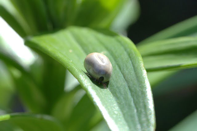 lyme tique lyme tique
