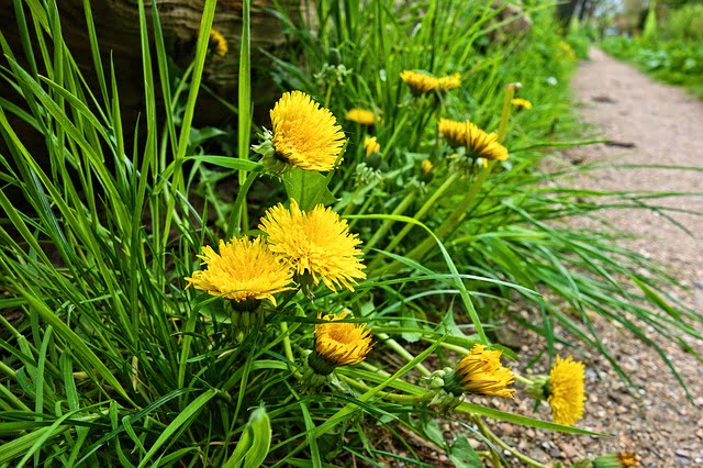 nature en ville pissenlit
