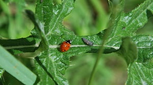 potager_coccinelle_larve
