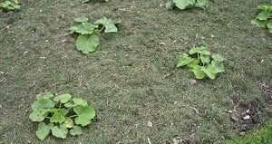potager_couvrir-sol
