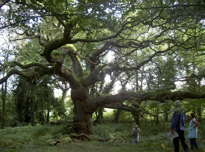 enquêteur-arbres-remarquables enquêteur arbres remarquables