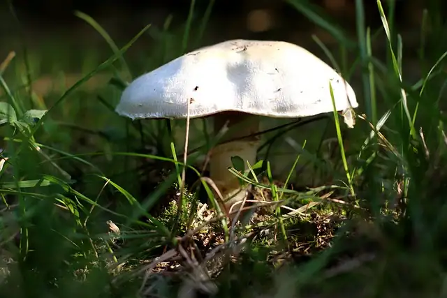 champignons