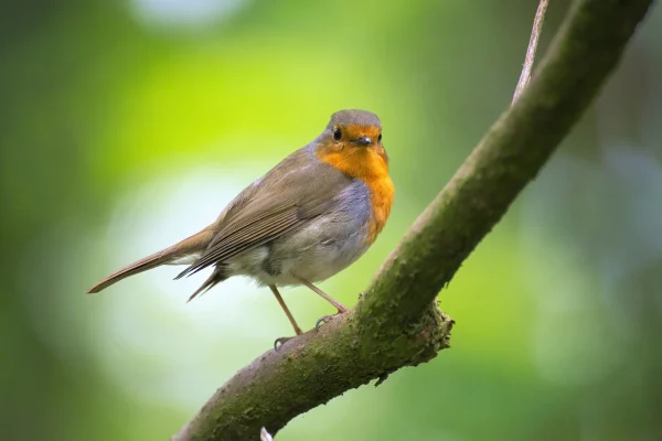 oiseaux des jardins rougegorge oiseaux des jardins rougegorge