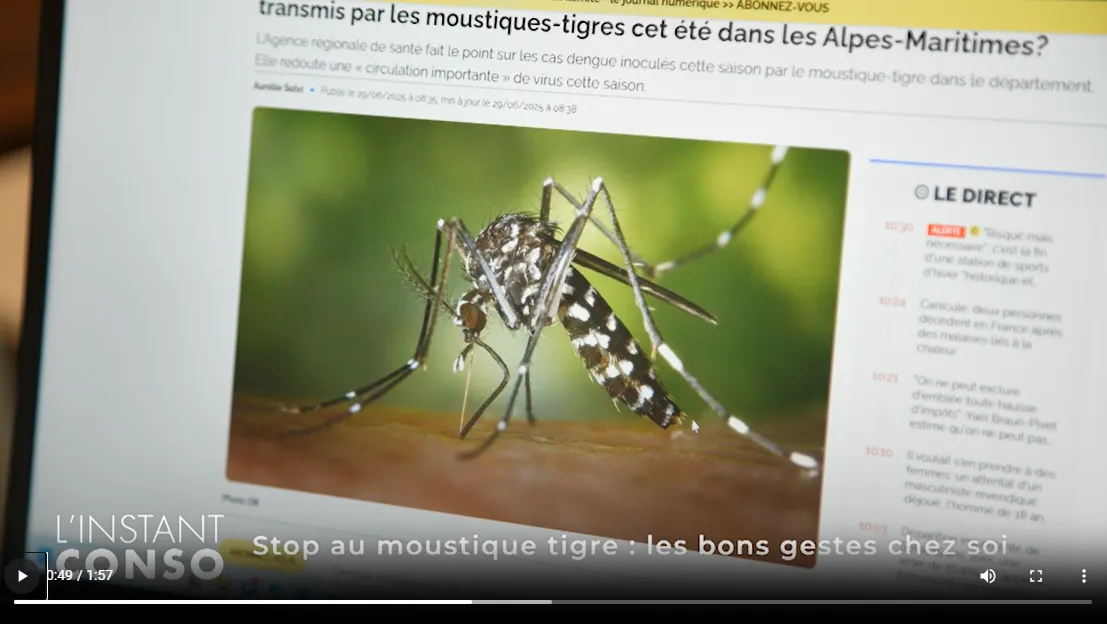 moustique-tigre